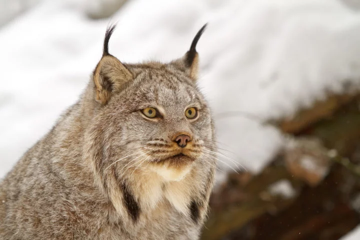 A relação entre o lince e a lebre é tão estreita que as populações de ambos os animais tendem a flutuar em ciclos de cerca de 10 anos, dependendo da disponibilidade de presas. 