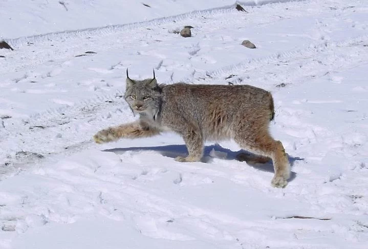 Apesar de viverem em áreas remotas, o lince-do-Canadá é classificado como 