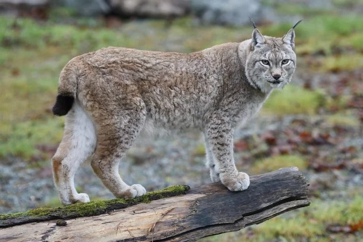 Além das lebres, o lince-do-Canadá pode caçar pequenos mamíferos, aves e, ocasionalmente, ungulados jovens, embora sua dieta seja bastante focada nas lebres devido à sua abundância no habitat do lince.