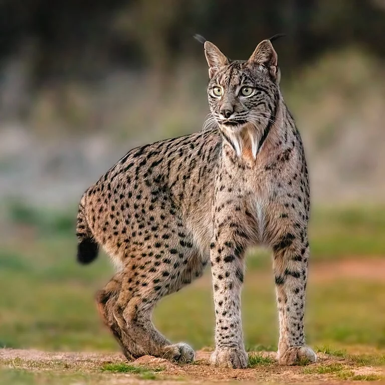 Comparado a outras espécies de linces, como o lince-eurasiático e o lince-ibérico (foto), o lince-do-Canadá apresenta várias adaptações únicas.