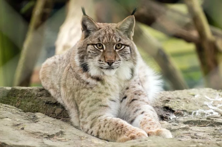 Enquanto o lince-ibérico está criticamente ameaçado, o lince-do-Canadá tem uma população mais estável e até uma distribuição mais ampla.