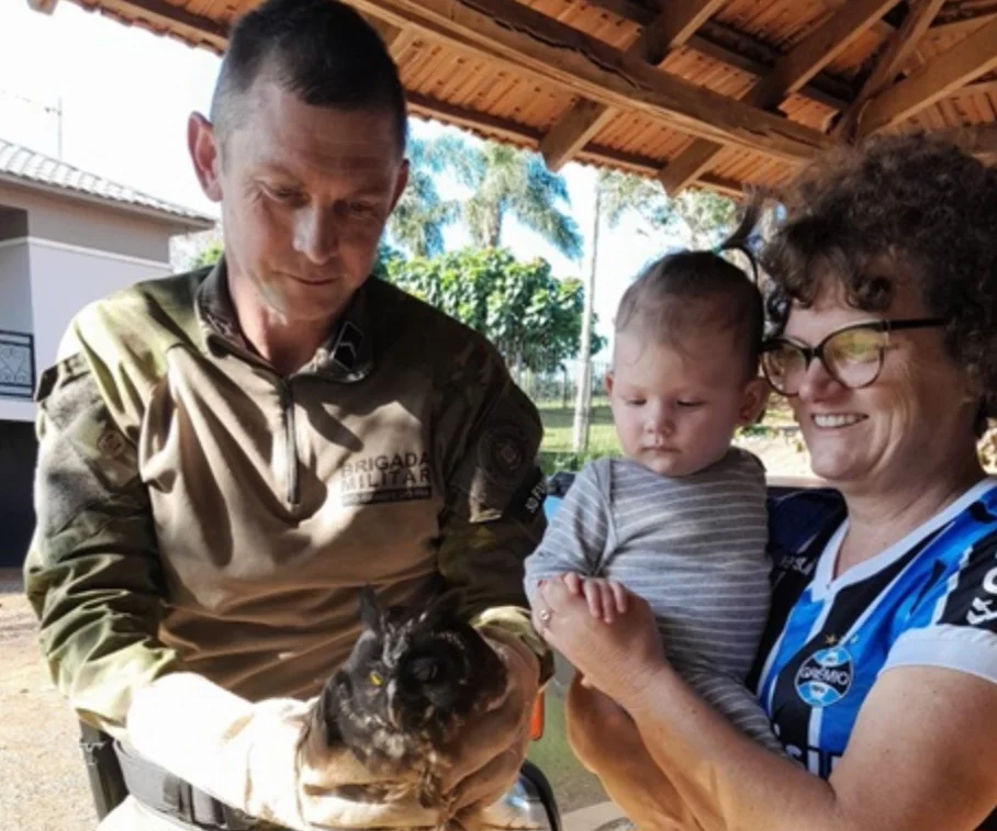 O animal estava na lavoura da propriedade da família Hermes, que acionou o órgão ambiental.  A coruja foi levada por veterinários para tratamento, pois tinha uma asa quebrada. E depois da recuperação seria solta na natureza. 