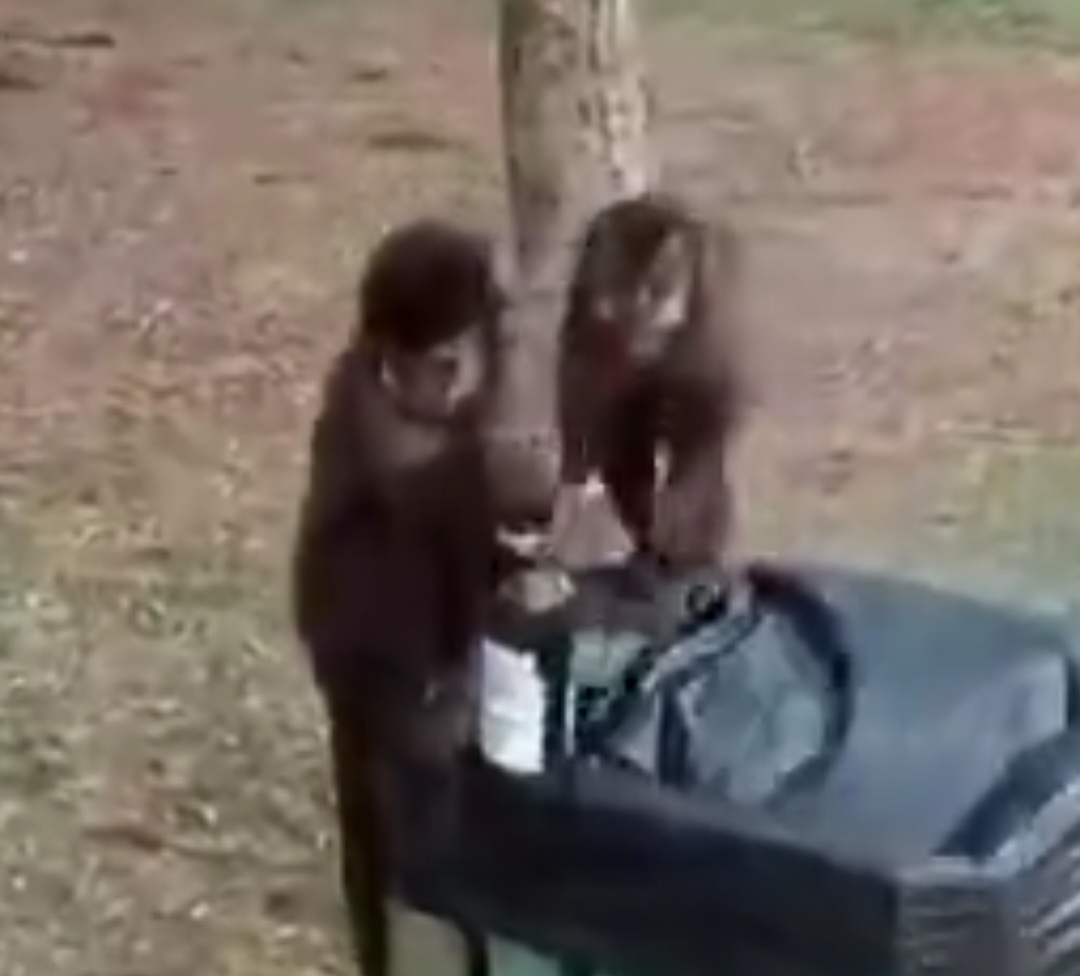 A imagem foi gravada por um visitante que também mostrou a chegada de outro interessado na bebida. A equipe veterinária do zoológico, que reclamou da falta de consciência de quem largou a garrafa com bebida no local.