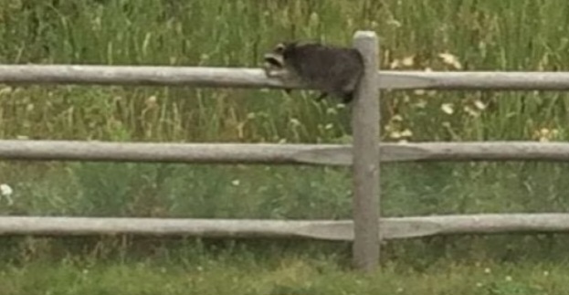 Em 2019, na pequena cidade de Stittsville, no Canadá, guaxinins foram flagrados cambaleando pelas ruas à noite. E  durante o dia ficaram dormindo, de 