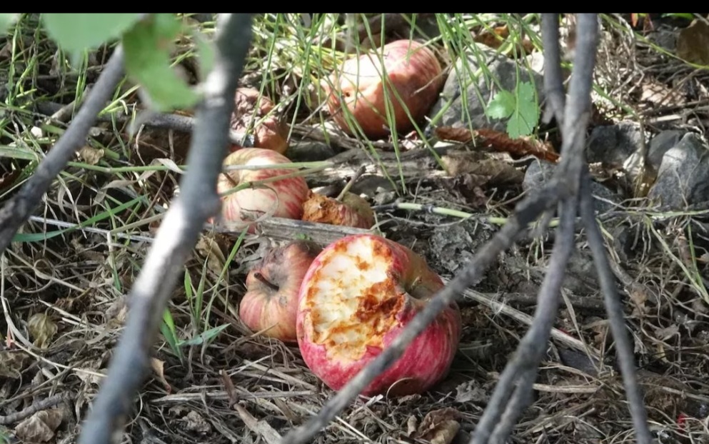 O animal  se tornou uma praga invadindo casas e destruindo pertences dos moradores. Ã? comem frutas fermentadas e bebem cerveja deixada na rua. Tanta gente queria perseguir os animais que o Senado proibiu a caÃ§a e mandou que as pessoas nÃ£o deixassem lixo espalhado.