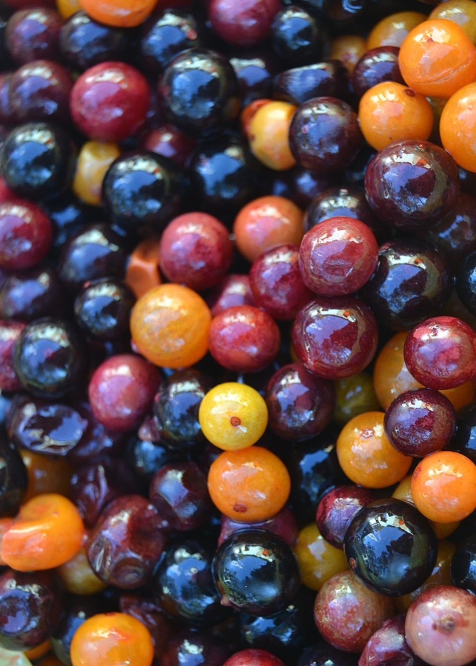 Outra forma se acabar ficando 'alto' no mundo animal é ingerindo frutas fermentadas, pois esse processo produz o álcool que acaba sendo absorvido pelo organismo dos bichos.