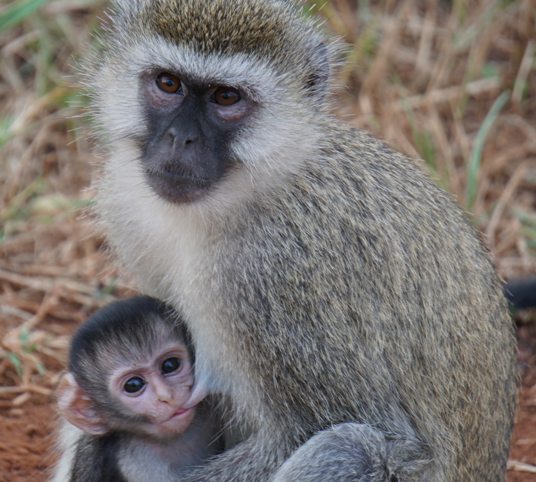 Macacos que vivem livres na ilha caribenha St. Kitts costumam roubar coquetÃ©is de turistas desavisados e acabam ficando bÃªbados