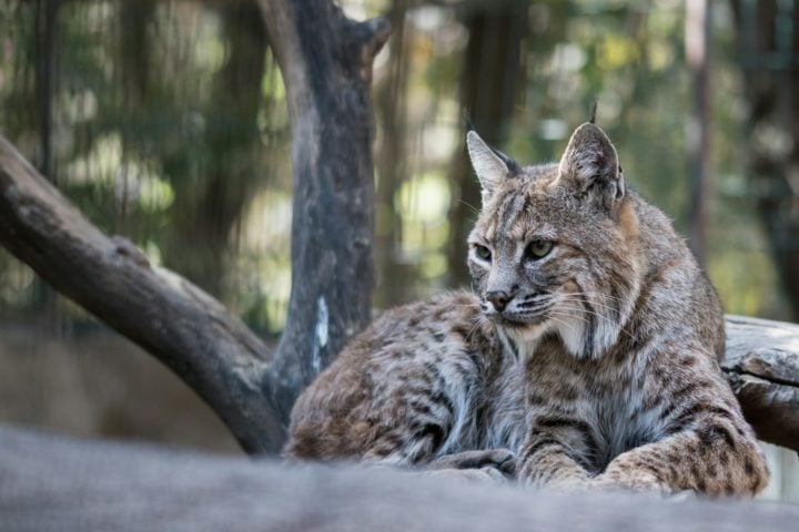 No entanto, eles podem ser afetados pela perda de habitat e pela redução das populações de lebres-americanas, sua principal fonte de alimento.