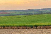 Açúcar: setor projeta que, apesar do clima, aquecimento seja na produção