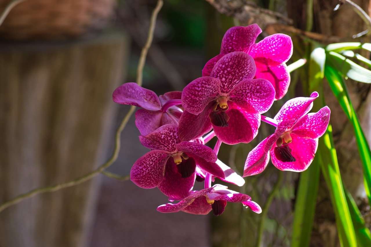 Muitas orquídeas crescem sobre outras plantas (geralmente árvores) sem serem parasitas. Elas obtêm nutrientes e umidade do ar e da chuva, utilizando suas raízes adaptadas para aderir a superfícies como cascas de árvores