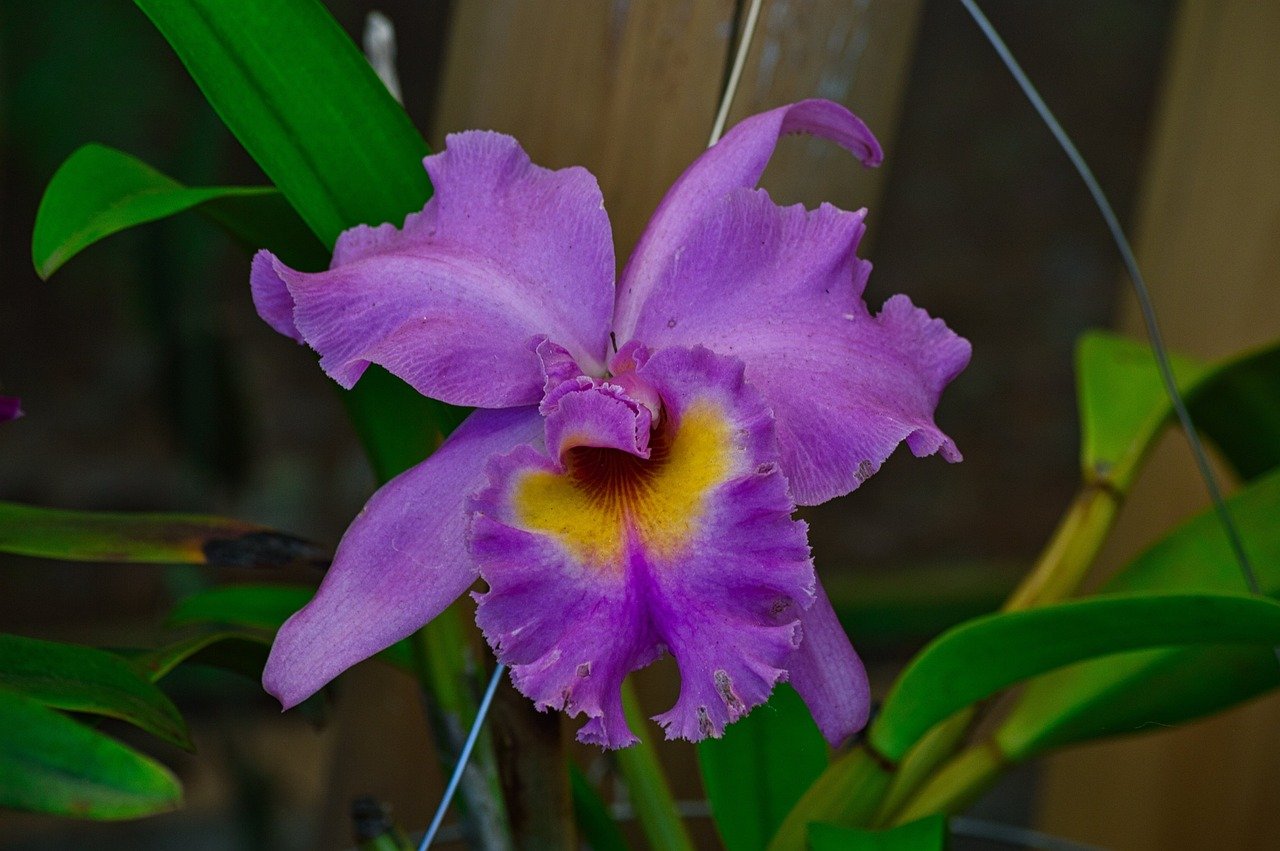 A maior diversidade de espécies de orquídeas é encontrada nas regiões tropicais, especialmente na América do Sul (particularmente no Brasil), América Central, sudeste da Ásia e algumas ilhas do Pacífico.