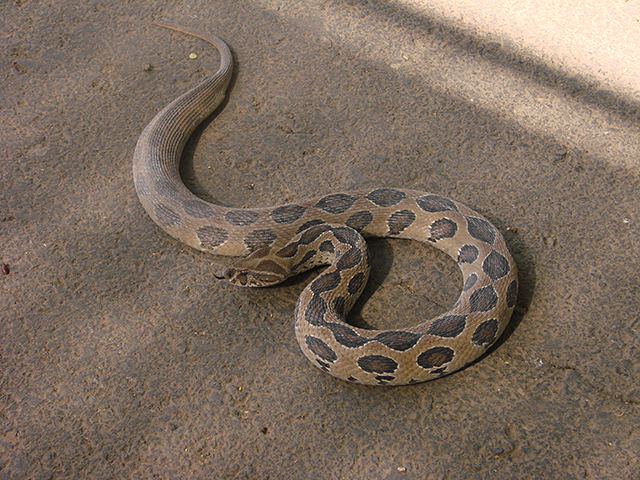 Víbora de Russell - Animal noturno, vive na Índia, China e Taiwan.  Atinge cerca de 1,60m. E tem a pele marrom com manchas que funcionam como camuflagem entre as árvores. Sua picada é considerada uma das mais dolorosas. 