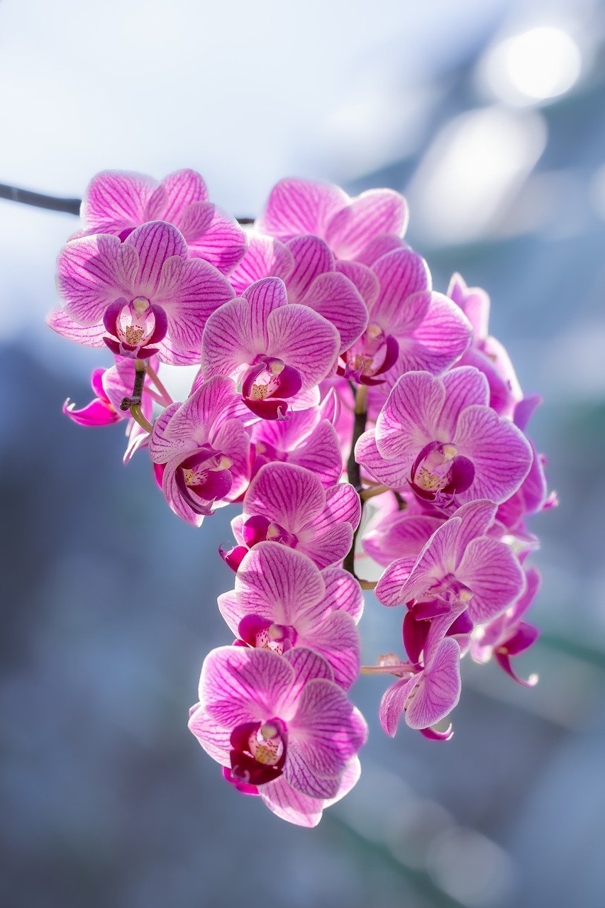 Luz: A maioria das orquídeas prefere luz indireta e brilhante. Coloque-as perto de janelas voltadas para o leste ou o oeste. Evite a luz solar direta e intensa, que pode queimar as folhas. Se as folhas estiverem muito escuras, pode ser um sinal de falta de luz; se estiverem amarelando, pode ser excesso de luz.