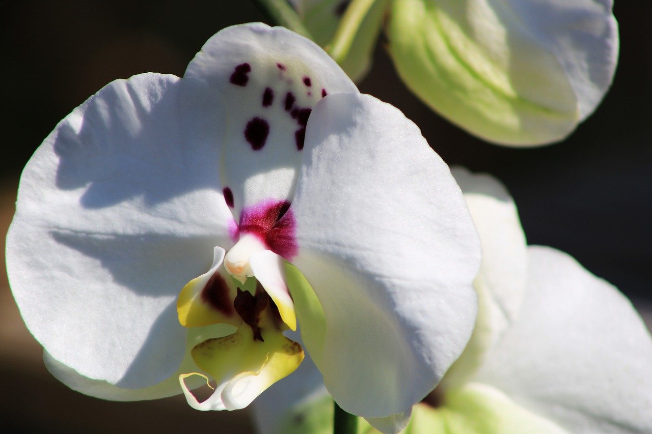 As folhas das orquídeas variam em forma e textura, dependendo do habitat da espécie. Algumas têm folhas carnudas e suculentas para armazenar água, enquanto outras têm folhas finas e alongadas