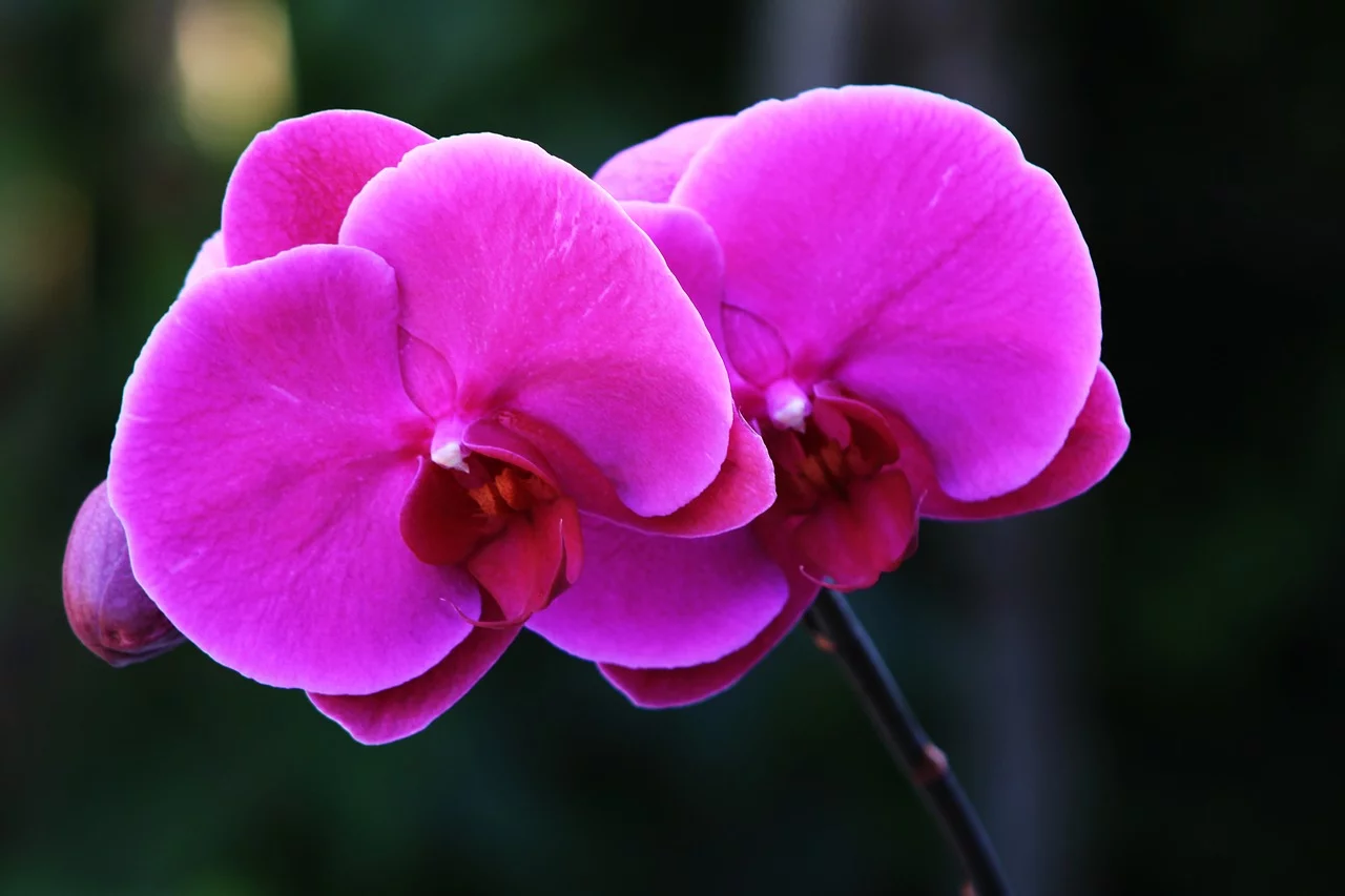 Orquídeas são conhecidas por sua habilidade de formar híbridos entre espécies e até entre gêneros. Isso tem resultado em uma enorme diversidade de formas e cores, especialmente entre as variedades cultivadas para fins ornamentais