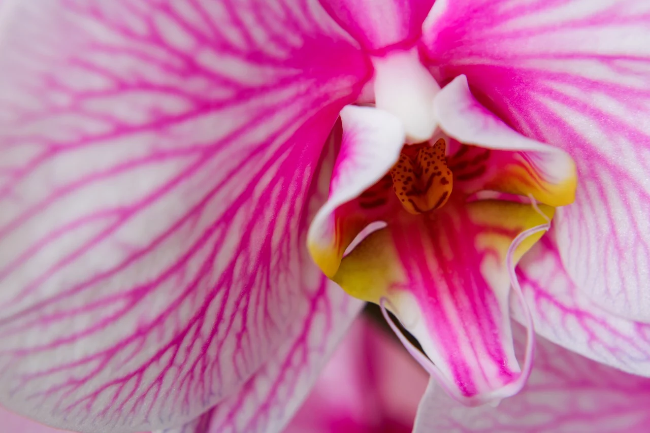 As flores de orquídeas têm três pétalas e três sépalas. Uma das pétalas é modificada em um 