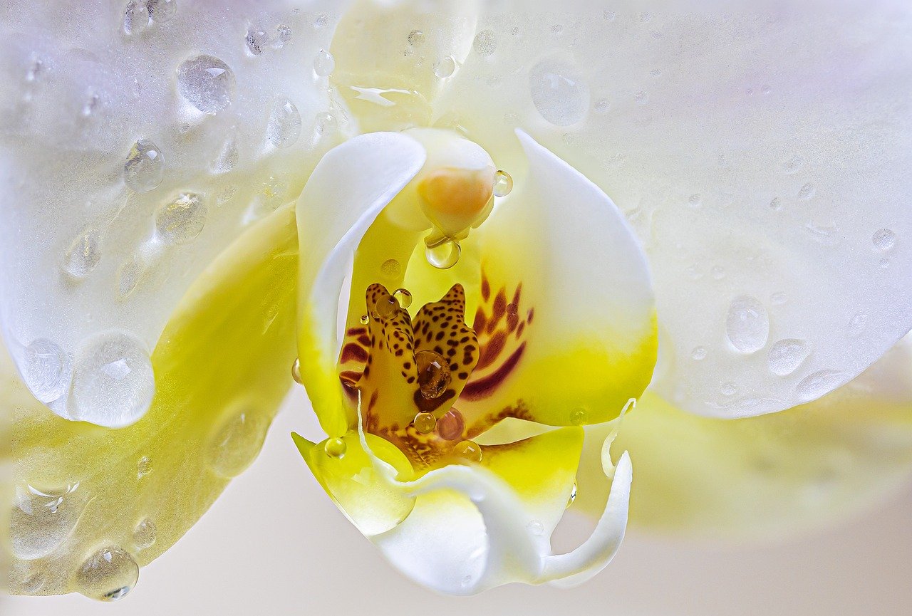 Algumas espécies de orquídeas são extremamente longevas, podendo viver décadas, especialmente quando cultivadas em condições adequadas.