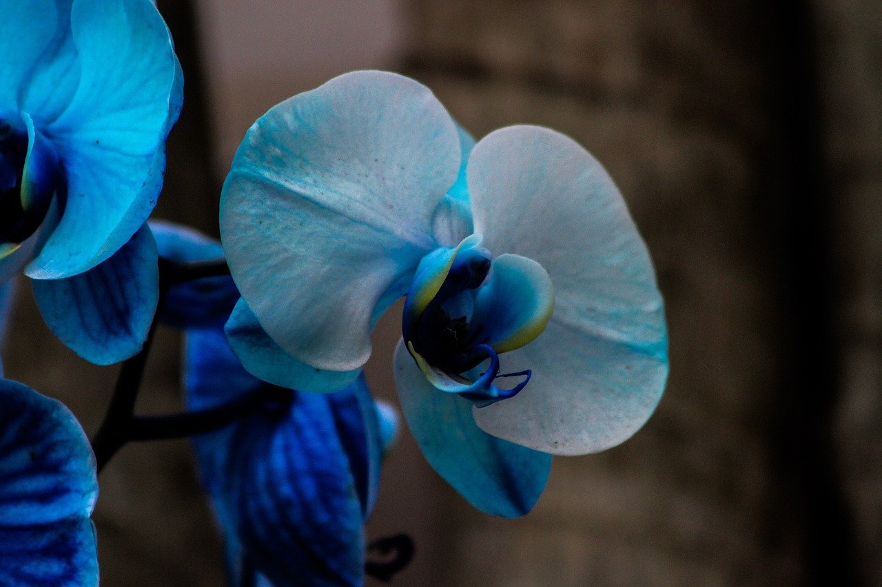 Após a floração, algumas orquídeas entram em um período de dormência e requerem menos água e fertilizantes. Mantenha os cuidados básicos e seja paciente, pois pode levar alguns meses para que a planta floresça novamente