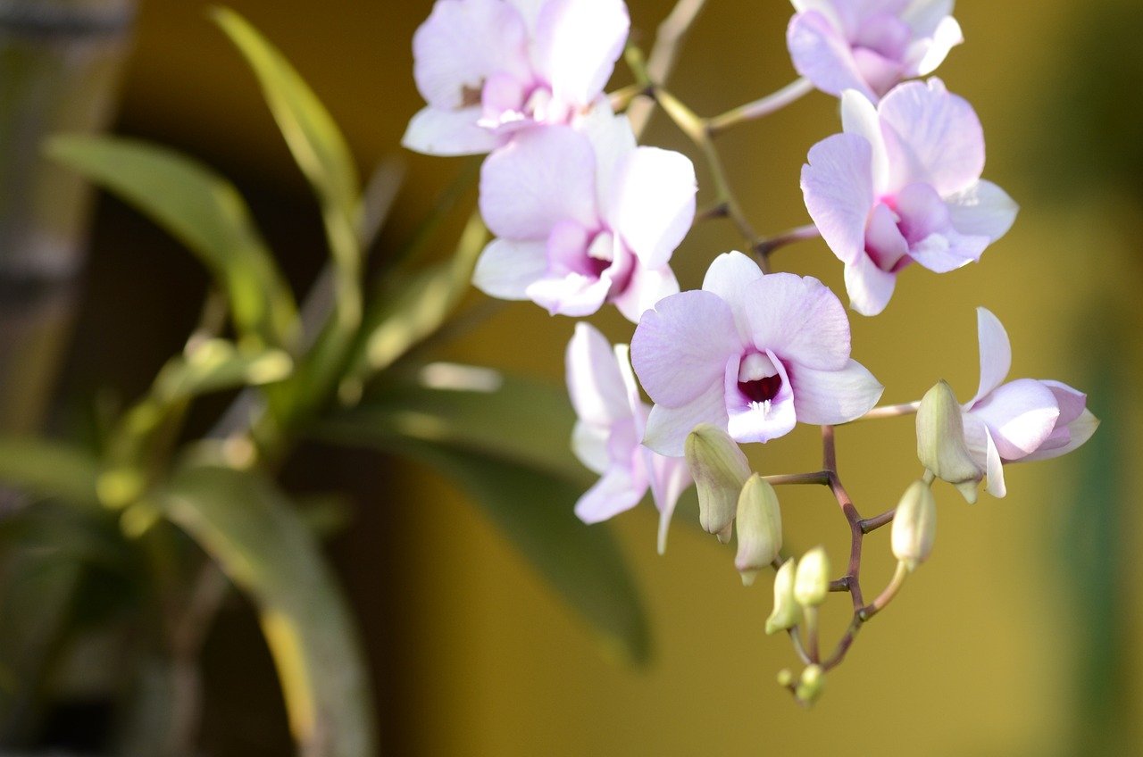 Cuidar de orquídeas em casa pode ser uma experiência gratificante, especialmente se você conhecer suas necessidades básicas. Aqui estão algumas dicas importantes 