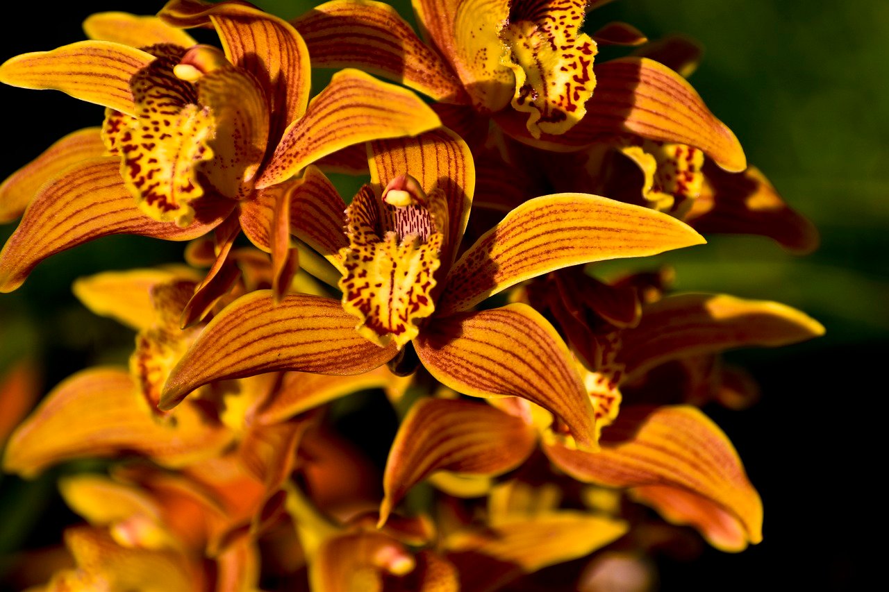 Orquídeas gostam de ambientes com umidade relativa do ar entre 50% e 70%. Se o ambiente for muito seco, use um umidificador, coloque um prato com água e pedrinhas sob o vaso (sem que a base do vaso toque a água) ou borrife as folhas com água regularmente.