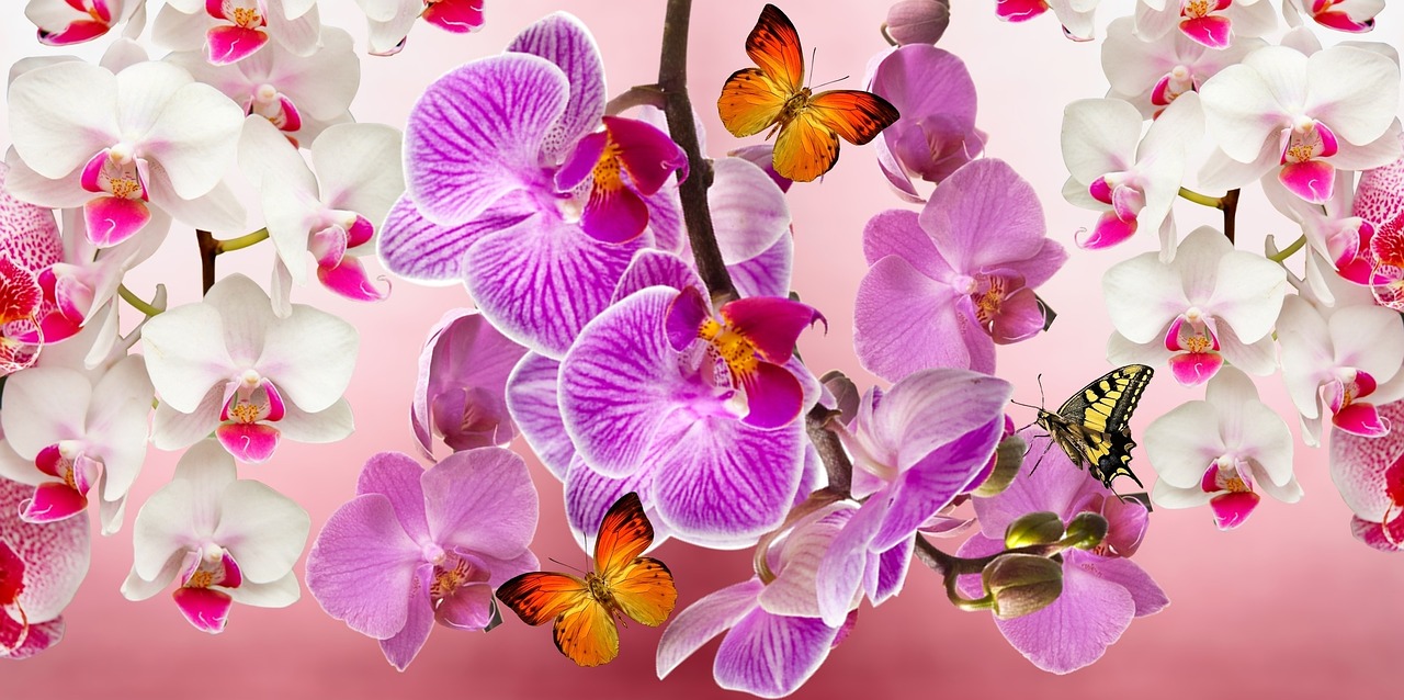 As orquídeas possuem uma grande variedade de formas, tamanhos e cores. Elas podem ser bem pequenas,  ou ter flores grandes e chamativas. 