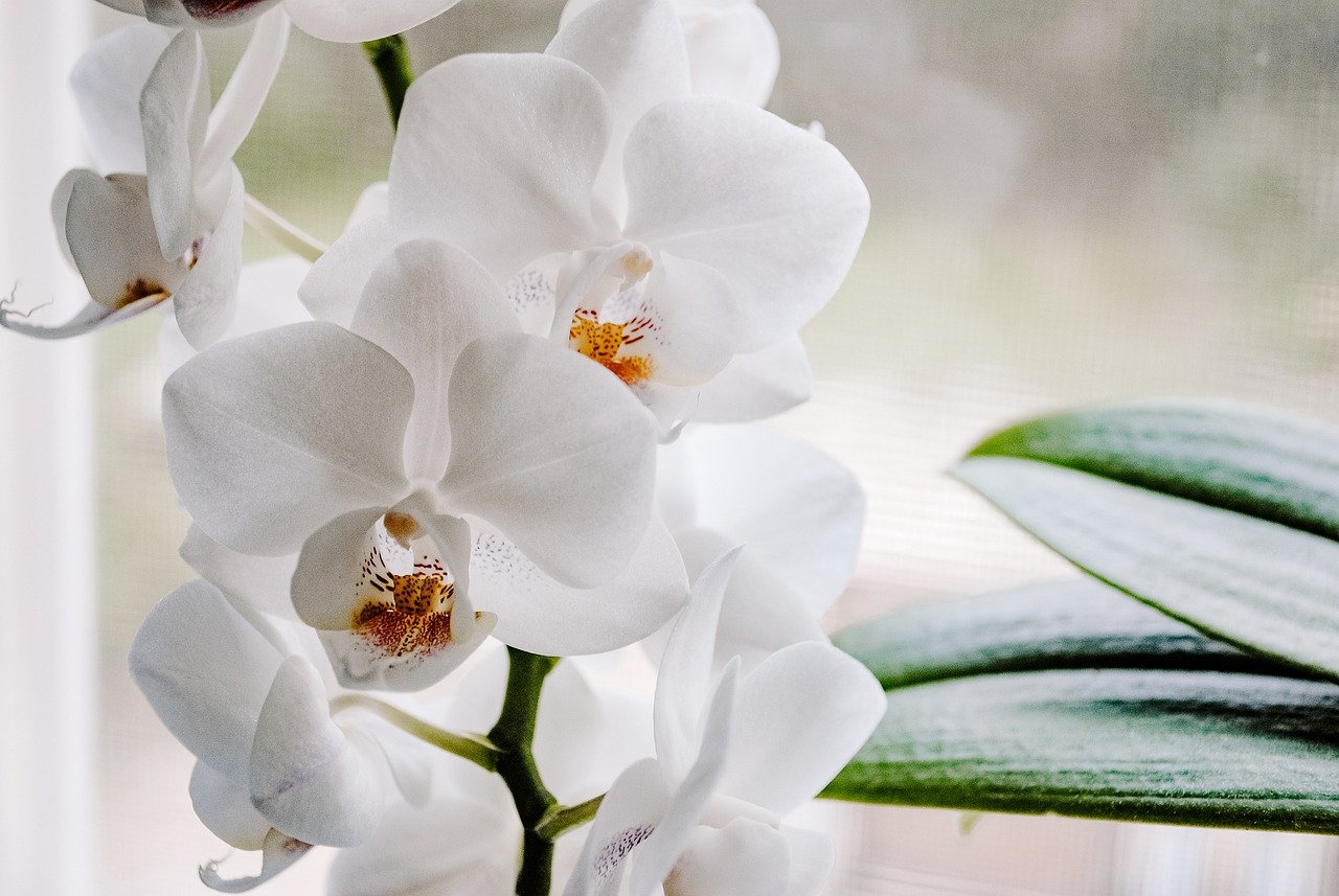 Temperatura: Orquídeas geralmente preferem temperaturas amenas. Durante o dia, a faixa ideal é de 18 a 30°C, enquanto à noite deve estar entre 15 e 20°C. Evite mudanças bruscas de temperatura