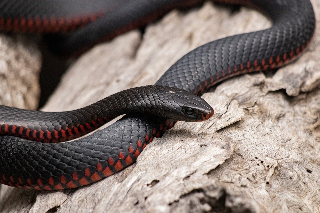 Mordidas de cobras podem causar dormência, dor, paralisia, dificuldade de respirar, náusea, convulsão, taquicardia e hemorragia, entre outras reações. Seu efeito pode durar muito e acabar matando no fim do período. 