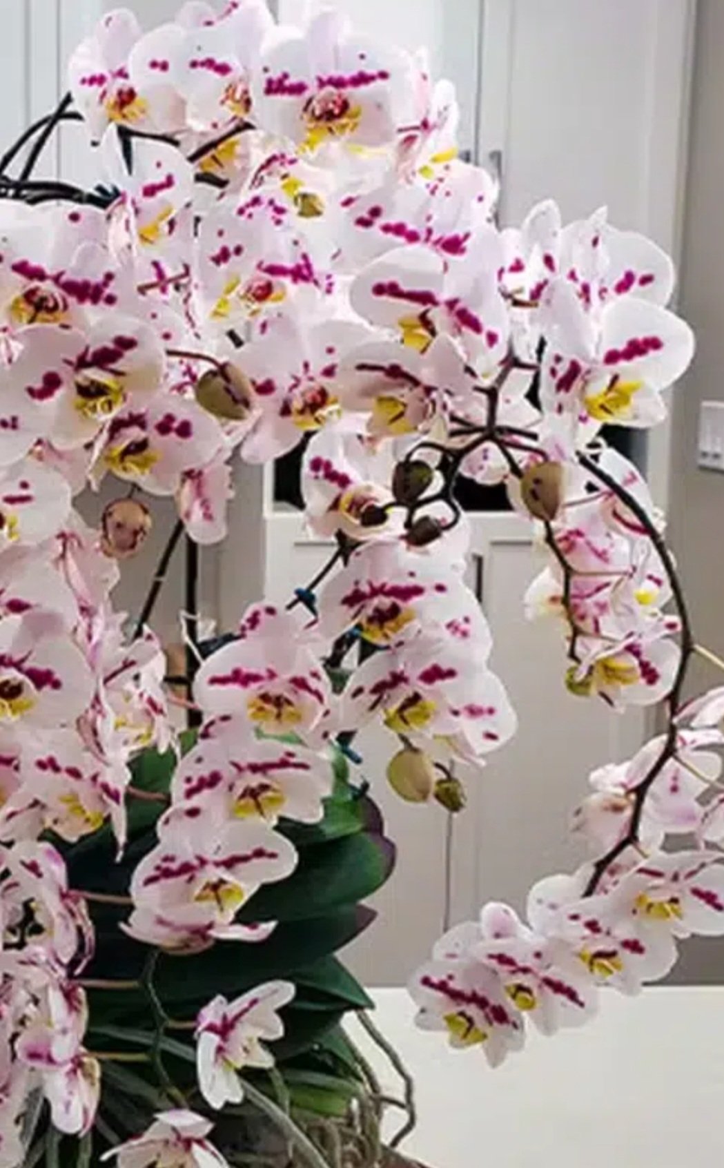 A orquÃ­dea recordista pertence Ã  categoria 'monopodial', que cresce ereta a partir de um Ãºnico caule, produzindo folhas e flores. Ela Ã© branca com manchas magenta, de uma beleza delicada que fascina.