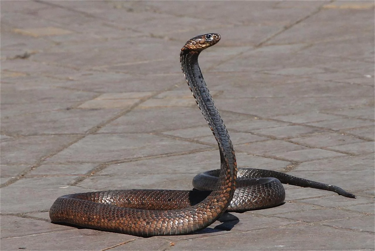 Em caso de ataque de cobra, a ordem é correr para receber o quanto antes o soro antiofídico, um antídoto contra as toxinas produzidas pelas serpentes. 