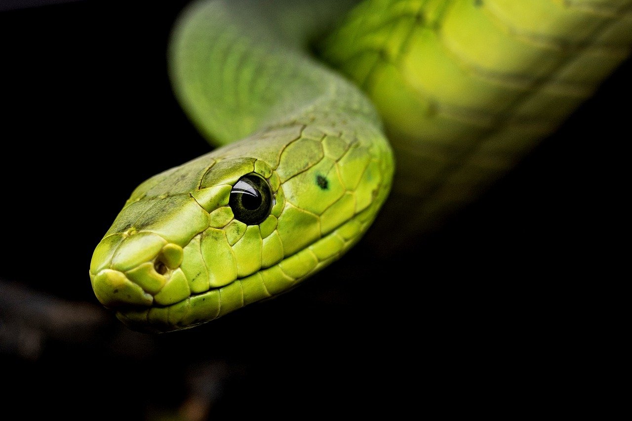 A cobra é um dos animais que provocam mais medo nos seres humanos. E muitas, assim como a mamba-verde,  são altamente venenosas, capazes de provocar reações perigosas para a saúde e que podem ser fatais.  