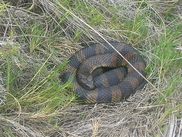 Serpente Tigre - EspÃ©cie endÃªmica da AustrÃ¡lia e TasmÃ¢nia. Seu veneno costuma matar a vÃ­tima de 6 a 24 horas.  Pode medir atÃ© 2m e se alimenta de peixes e lagartos.