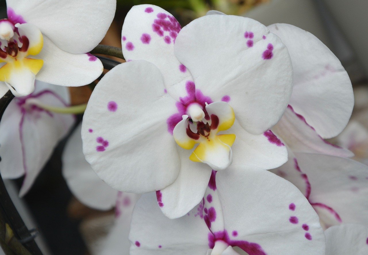 As orquídeas em geral são plantas da família Orchidaceae, que chamam atenção pela beleza. São originárias de todas as regiões do mundo, exceto os desertos mais secos e as áreas geladas dos polos.