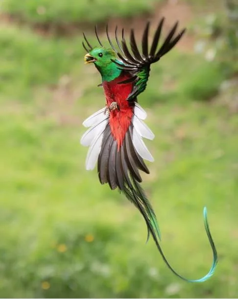 Quetzal- O pássaro é considerado sagrado e um símbolo nacional de alguns países da América Central. Há cinco espécies reconhecidas. O macho possui cauda longa e brilhante, que pode chegar a medir 1 metro de comprimento.