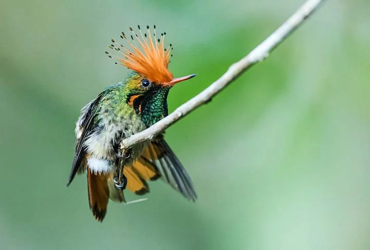 Coquete de Crista Ruiva - Florestas tropicais nas Américas Central e do Sul abrigam a pequena ave ágil da família do beija-flor. Essa espécie alimenta-se regularmente de néctar de flores e tem metabolismo rápido. Com 7 cm de comprimento, tem bico fino e destaca-se pela bela crista.