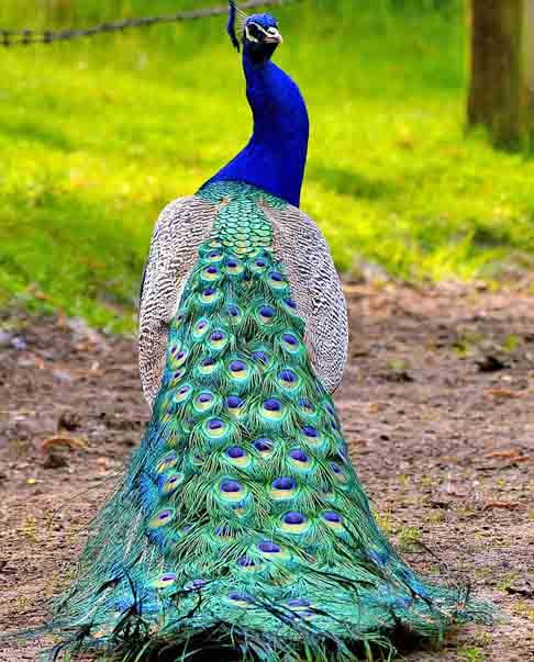 Pavão-Comum- Nativo da Índia. O macho pode pesar até 5,5 kg e medir cerca de 1 metro. Reconhecido por sua deslumbrante exibição de plumagem no ritual de acasalamento - referência de beleza na fauna - o macho abre sua cauda em forma de leque para atrair as fêmeas. 