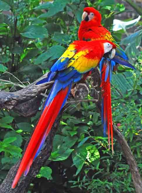 Araracanga- Famosa por seu grande bico colorido, que pode chegar a medir 30 cm de comprimento, é encontrada nas florestas tropicais das Américas Central e do Sul. Essa ave tem habilidade de imitar sons e vocalizações de outros animais, podendo reproduzir até mesmo a voz humana.