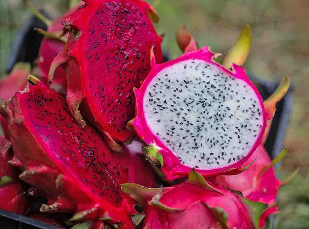 A pitaya tem casca escamosa e colorida, variando de rosa a amarelo ou vermelho. A polpa é suculenta e translúcida, que pode ser branca ou vermelha, com pequenas sementes pretas comestíveis espalhadas. Tem um sabor suave e doce, que lembra uma mistura de kiwi e melão.