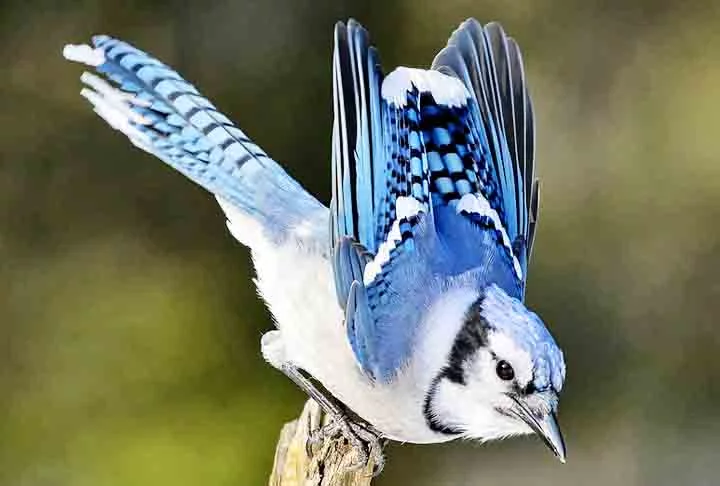 Gaio-Azul- Conhecido por sua beleza, inteligência e habilidades vocais, mede até 30 cm e pesa até 100 gramas quando adulto. Sua plumagem é azul nas asas, no dorso e na cauda. É uma ave onívora (alimenta-se de animais e vegetais) e possui um comportamento agressivo que afugenta as outras aves ou predadores.