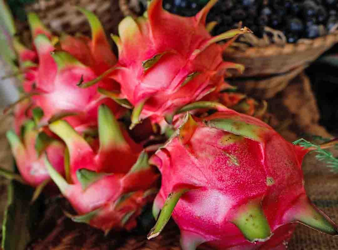 Pitaya (Hylocereus undatus) - Também conhecida como fruta-do-dragão, é originária da América Central e do México, cultivada atualmente em várias partes do mundo, incluindo a Ásia (como Vietnã, Tailândia e Malásia), Israel, Estados Unidos e Brasil. 