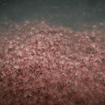 "Tapete vermelho": Biólogos encontram centenas de caranguejos no fundo do mar - Divulgação Schmidt Ocean Institute