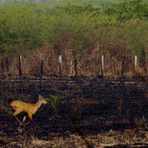 Fauna sofre com incêndios de  grandesproporções no pantanal