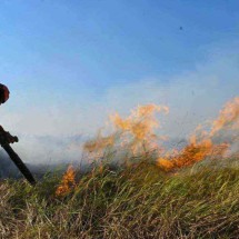 Pantanal: sem motivo para comemorar - AFP