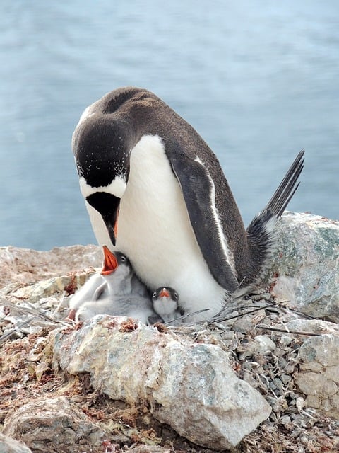 Os pinguins-imperador são ovíparos e têm incubação entre 33 e 62 dias. As fêmeas põem um único ovo entre maio e junho. E elas não incubam os ovos. Essa tarefa é dos  machos. Eles ficam em pé por até 62 dias com o ovo dentro da bolsa até os filhotes eclodirem do ovo. Durante esse período, as fêmeas vão ao mar para se alimentar.
