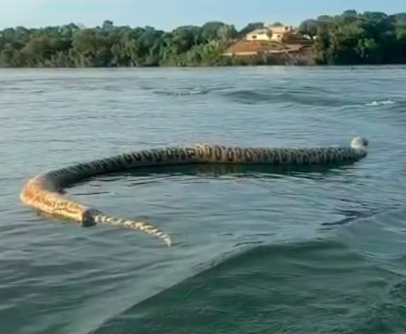 Comerciante esbarra em cobra gigante no Rio Tocantins e susto viraliza