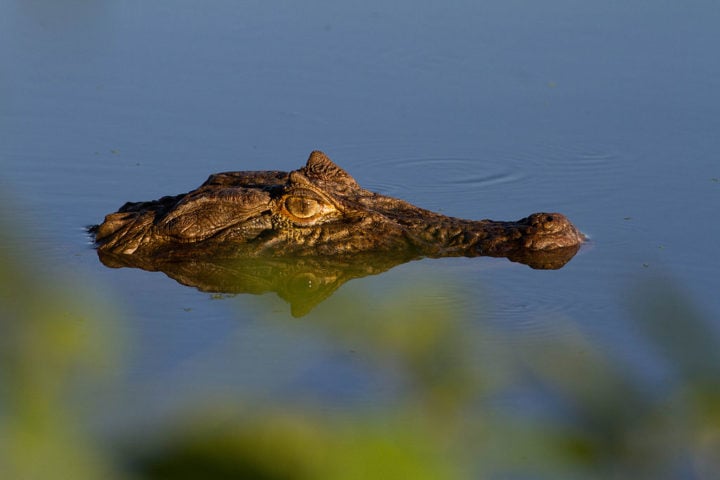 É sempre importante observar os animais silvestres de longe e evitar contato direto. Respeite seu habitat natural e não os alimente.