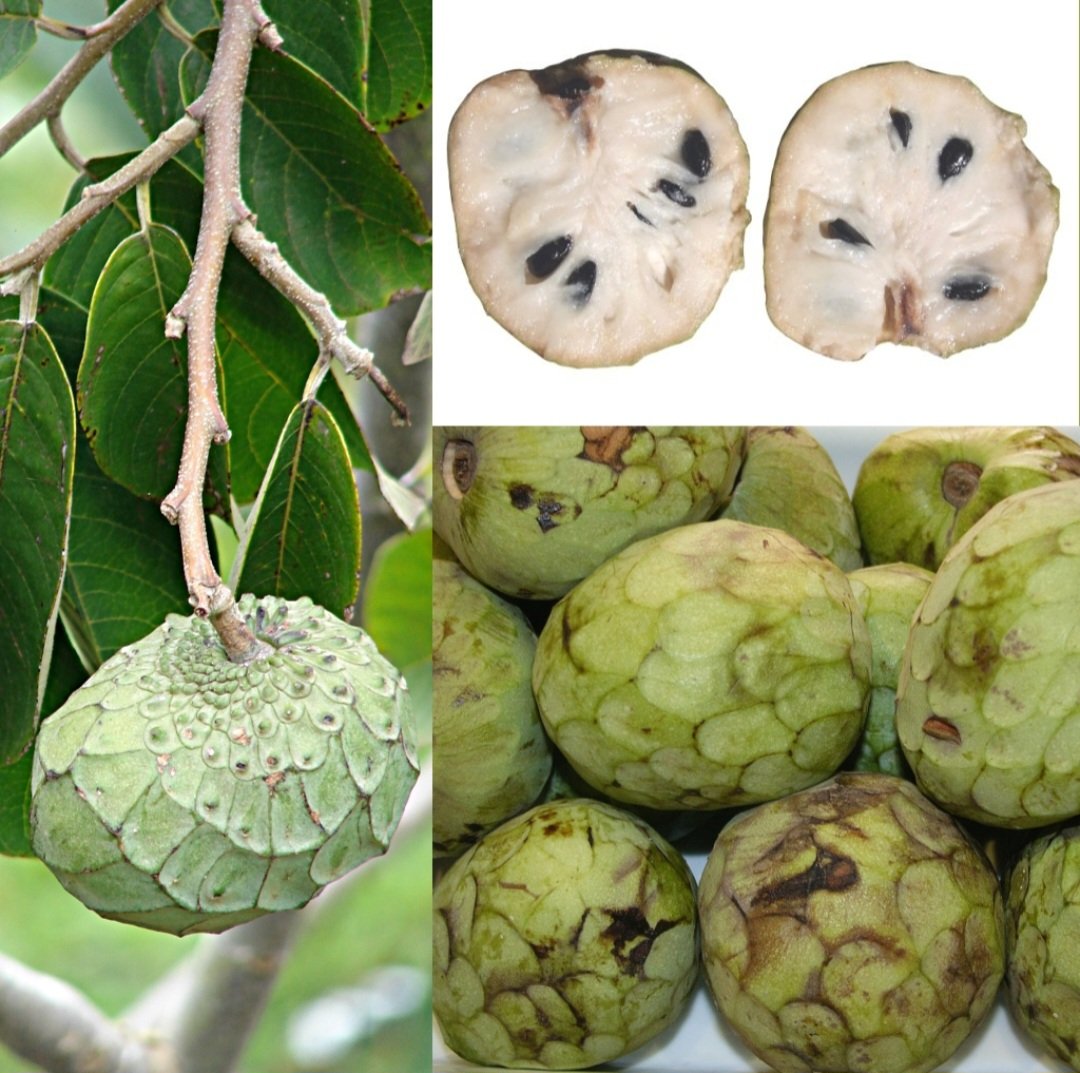 A cherimoia tem casca verde e áspera, que pode ser lisa ou apresentar pequenas protuberâncias. A polpa é branca, cremosa e macia, com várias sementes pretas e lisas. Com tamanho variável, pesando entre 200 e 800 gramas, tem sabor doce e aromático, que parece uma combinação de banana, abacaxi, morango, manga e papaia.