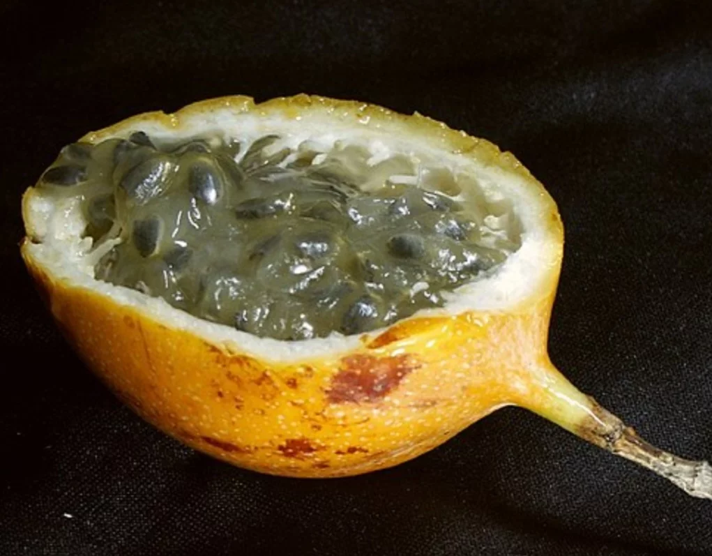 A granadilha tem casca fina, dura e quebradiça, de cor laranja ou amarelo-alaranjada quando madura. A polpa é gelatinosa e translúcida, com pequenas sementes pretas. O sabor e o aroma são suaves, lembrando uma mistura de maracujá e melão. E a fruta tem um toque refrescante.