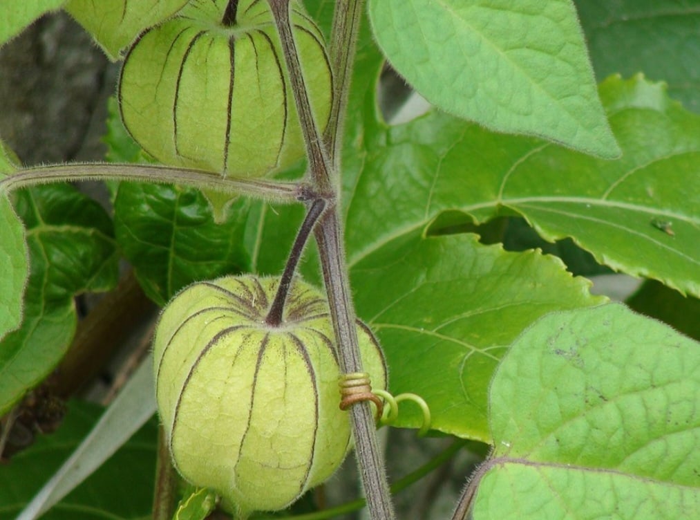 Physalis (Physalis angulata) - Popularmente chamada de 