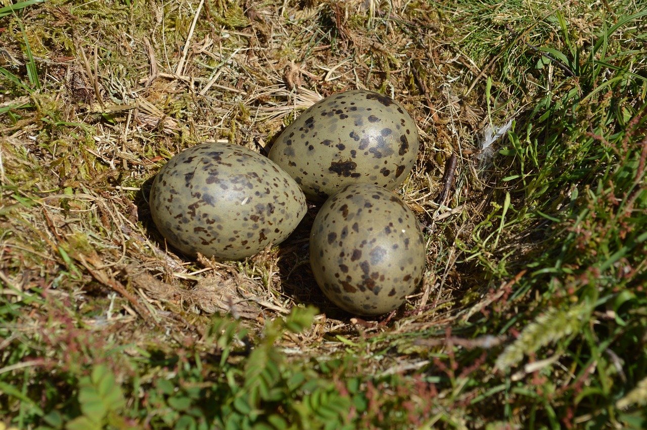 Na Inglaterra , ovos de gaivota são apreciados. E, certa vez, seu consumo chegou a ser recomendado em Gloucestershire para reduzir a proliferação dessas aves