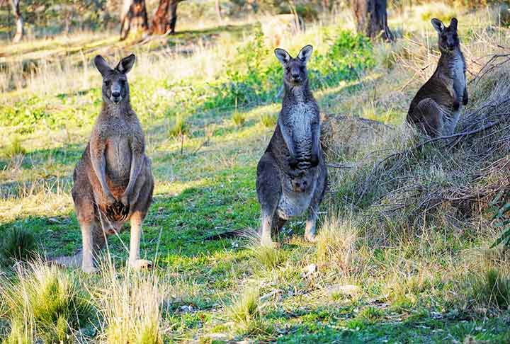 Melbourne (Austrália) - Canguru: O canguru é um símbolo nacional da Austrália e representa a fauna única do país. Melbourne adotou o canguru como parte de sua identidade desde o século XX.